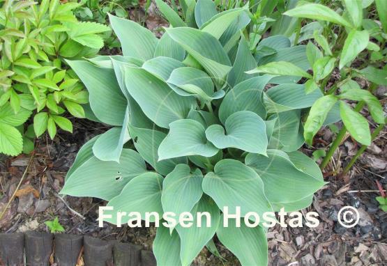 Hosta Silvery Slugproof